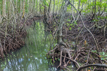 Mangroves at Gaya Island in Tunku Abdul Rahman National Park, Sabah, Malaysia