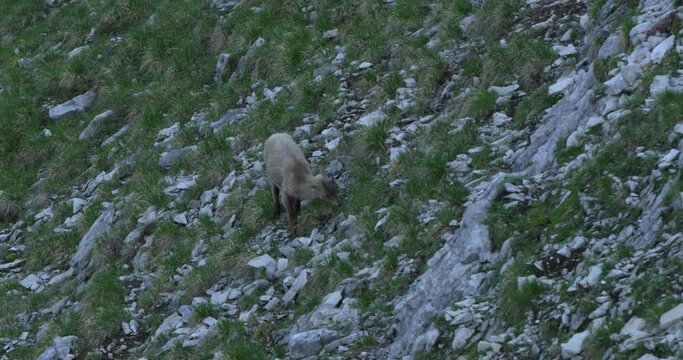 Full Close up shot, Scenic view of Capricorn eat grass on the side of the grassy rocky mountain hill.