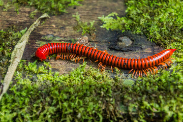 Trachelomegalus millipede in Niah National Park, Malaysia