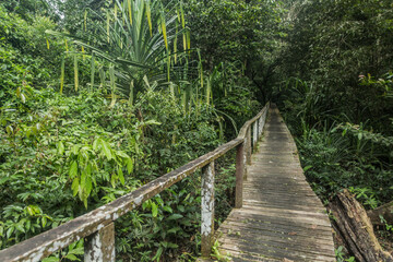 Obraz premium Boardwalk in Niah national park on Borneo island, Malaysia