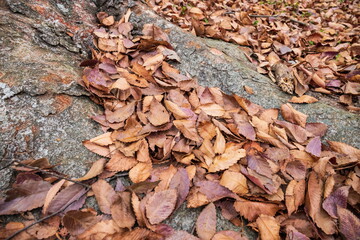 Fallen leaves , Autumn leaves on the roots of tree