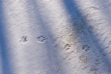 Footprint of wolves