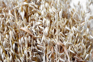 Bunch of golden wheats. Wheat ears . Bouquet of dried wheat. Agriculture concept, food background.