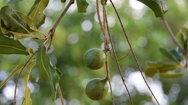 Macadamia nuts on the evergreen tree, macadamia plantation in Brazil