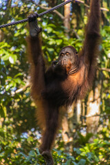 Naklejka premium Bornean orangutan (Pongo pygmaeus) in Semenggoh Nature Reserve, Borneo island, Malaysia