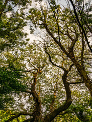 trees in the forest
