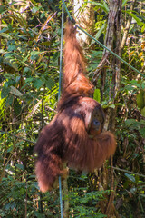 Fototapeta premium Bornean orangutan (Pongo pygmaeus) in Semenggoh Nature Reserve, Borneo island, Malaysia