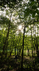 Obraz premium sun rays in the forest