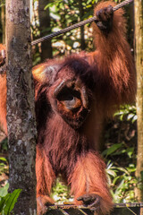 Bornean orangutan (Pongo pygmaeus) in Semenggoh Nature Reserve, Borneo island, Malaysia