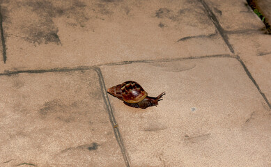 The African snail reappears in the parks of Bucaramanga, due to frequent rains.