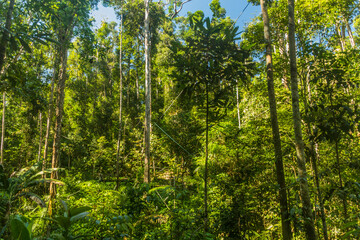 Fototapeta na wymiar Forest and ornagutan feeding place in Semenggoh Nature Reserve, Borneo island, Malaysia