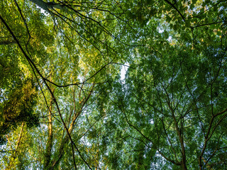 Obraz premium green leaves in the forest
