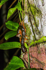 Scolopendra subspinipes centipede in Bako national park on Borneo island, Malaysia