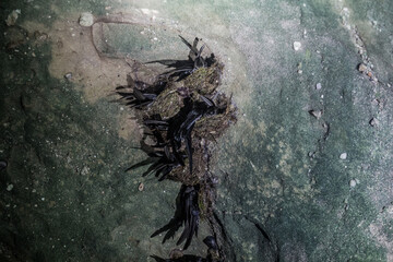 Swallows in their nests in Bako national park on Borneo island, Malaysia