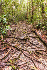 Roots covered path in Bako National Park, Sarawak, Malaysia