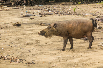 Fototapeta premium Bornean bearded pig (Sus barbatus) on a beach in Bako national park on Borneo island, Malaysia