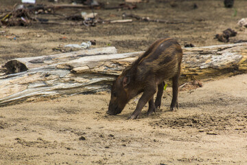 Bornean bearded pig (Sus barbatus) piglet on a beach in Bako national park on Borneo island, Malaysia