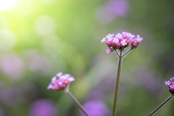 The background image of the colorful flowers