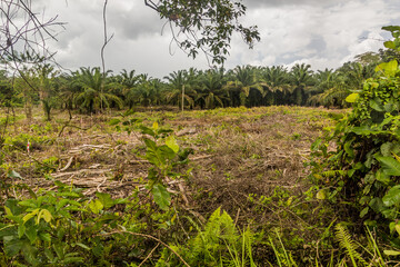 Obraz na płótnie Canvas Clearing and an oil palm plantation in Sarawak state, Malaysia
