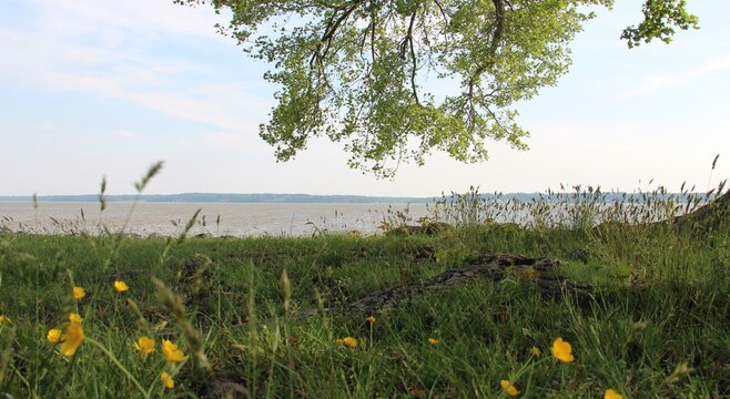Some wild flowers in Jamestown, Virginia overlooking the James river.