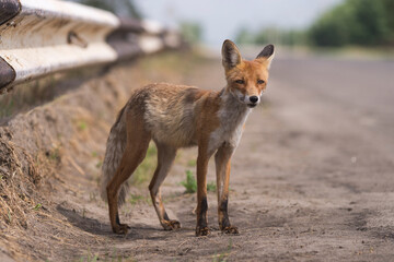 Radioactive wild red fox in Chernobyl exclusion zone