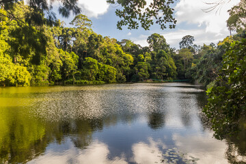 Lake in Rainforest Discovery Centre in Sepilok, Sabah, Malaysia