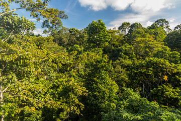 Fototapeta na wymiar Canopy of a rain forest in Sepilok, Sabah, Malaysia