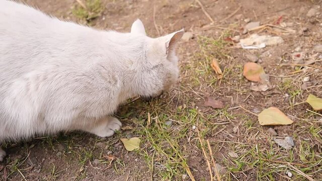 white cat eating a mouse.
At first, cat killed mice in the field and brought him to the garden of the house as a gift to us.
Predator and prey.
This is the life cycle.
wildlife, wild nature