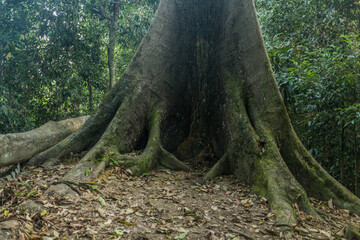 Seraya runcing (Shorea acutissima) tree in Sepilok, Sabah, Malaysia