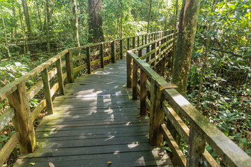 Obraz premium Boardwalk in Sepilok rainforest, Sabah, Malaysia