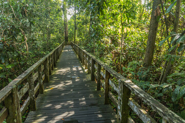 Boardwalk in Sepilok rainforest, Sabah, Malaysia