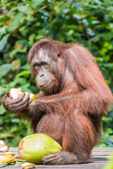 Bornean orangutan (Pongo pygmaeus) eating coconut in Sepilok Orangutan Rehabilitation Centre, Borneo island, Malaysia