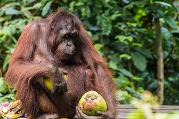 Bornean orangutan (Pongo pygmaeus) in Sepilok Orangutan Rehabilitation Centre, Borneo island, Malaysia
