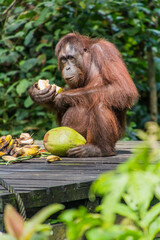 Bornean orangutan (Pongo pygmaeus) eating coconut in Sepilok Orangutan Rehabilitation Centre, Borneo island, Malaysia