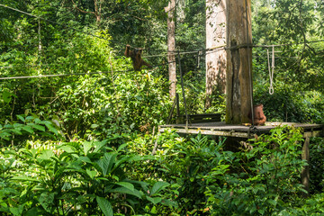 Bornean orangutans (Pongo pygmaeus) in Sepilok Orangutan Rehabilitation Centre, Borneo island, Malaysia