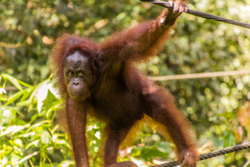 Fototapeta premium Bornean orangutan (Pongo pygmaeus) in Sepilok Orangutan Rehabilitation Centre, Borneo island, Malaysia
