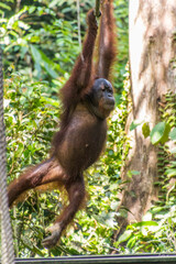 Bornean orangutan (Pongo pygmaeus) in Sepilok Orangutan Rehabilitation Centre, Borneo island, Malaysia