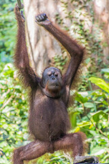 Bornean orangutan (Pongo pygmaeus) in Sepilok Orangutan Rehabilitation Centre, Borneo island, Malaysia
