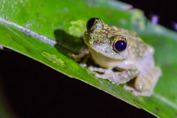 Kurixalus chaseni frog near Kinabatangan river, Sabah, Malaysia
