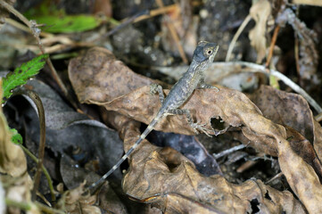 枯葉に登るサキシマキノボリトカゲ（沖縄県・石垣島）
