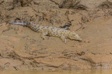 Saltwater crocodile (Crocodylus porosus) near Kinabatangan river, Sabah, Malaysia
