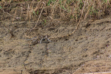 Macaque with a baby at the shore of Kinabatangan river, Sabah, Malaysia