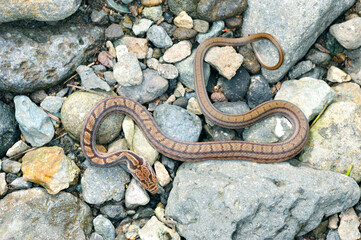 シマヘビの幼蛇（北海道・知床）
