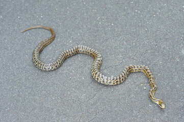縞模様の薄いシマヘビ（北海道・鶴居村）

