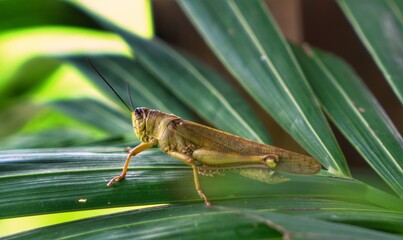 grasshopper on a leaf