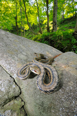 岩の上のシマヘビ（北海道・知床）
