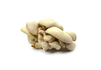 oyster mushroom isolated on white background 