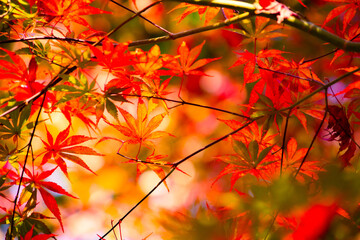 神代植物公園の紅葉
