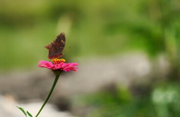 butterfly on flower