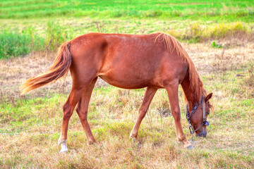 Fototapeta premium Young brown horse grazing . Domestic animal on the pasture 